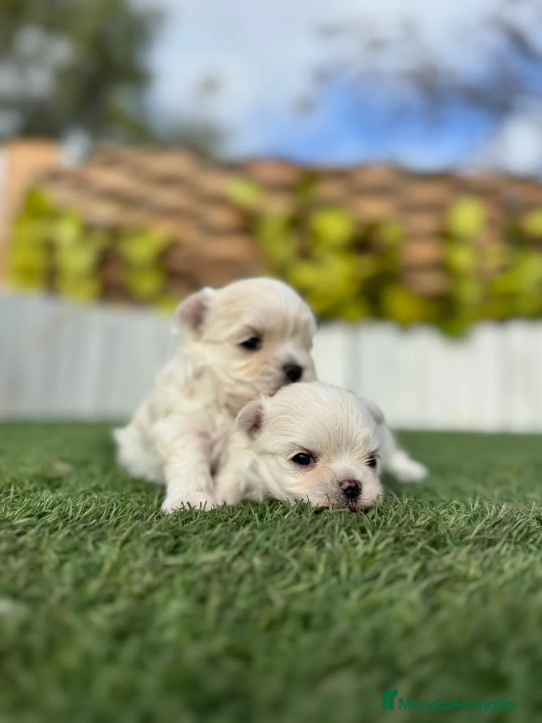 Bichón Maltés perros en venta: BICHON MALTES 100X100 COREANO - Anuncio 3