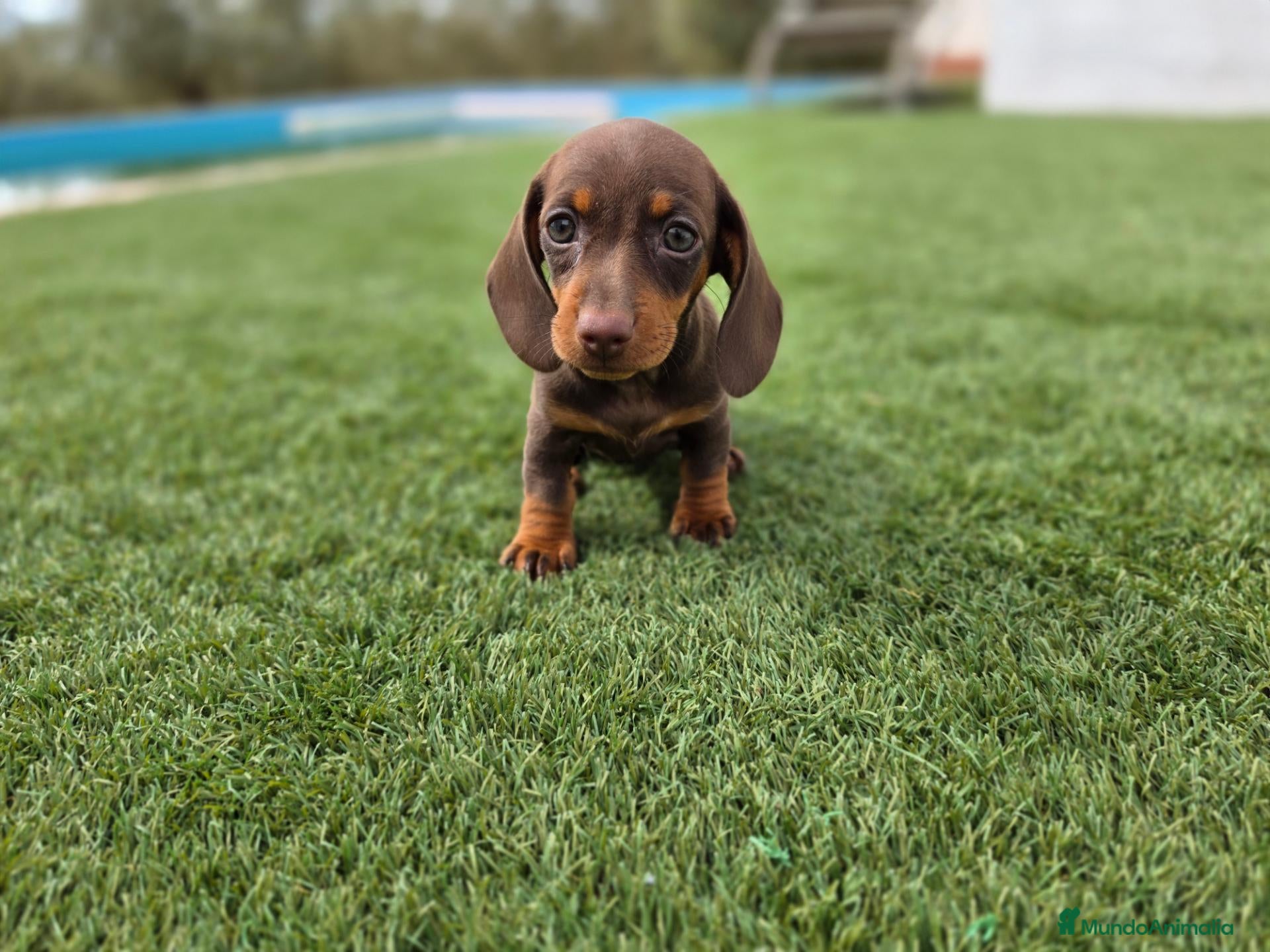 Teckel Miniatura perros en venta: TECKEL KANNINCHEN & MINIATURA  - Anuncio 1