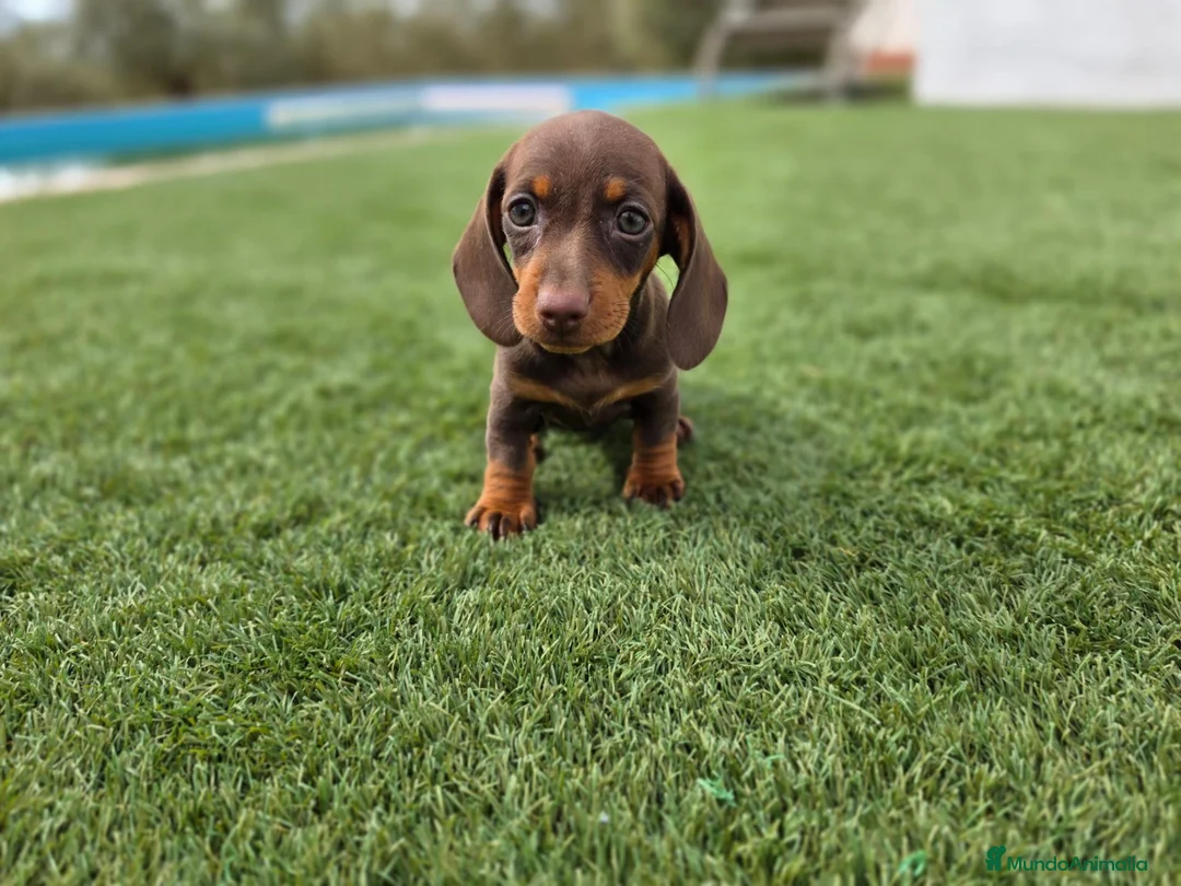 Teckel Miniatura perros en venta: TECKEL KANNINCHEN & MINIATURA  - Anuncio 1