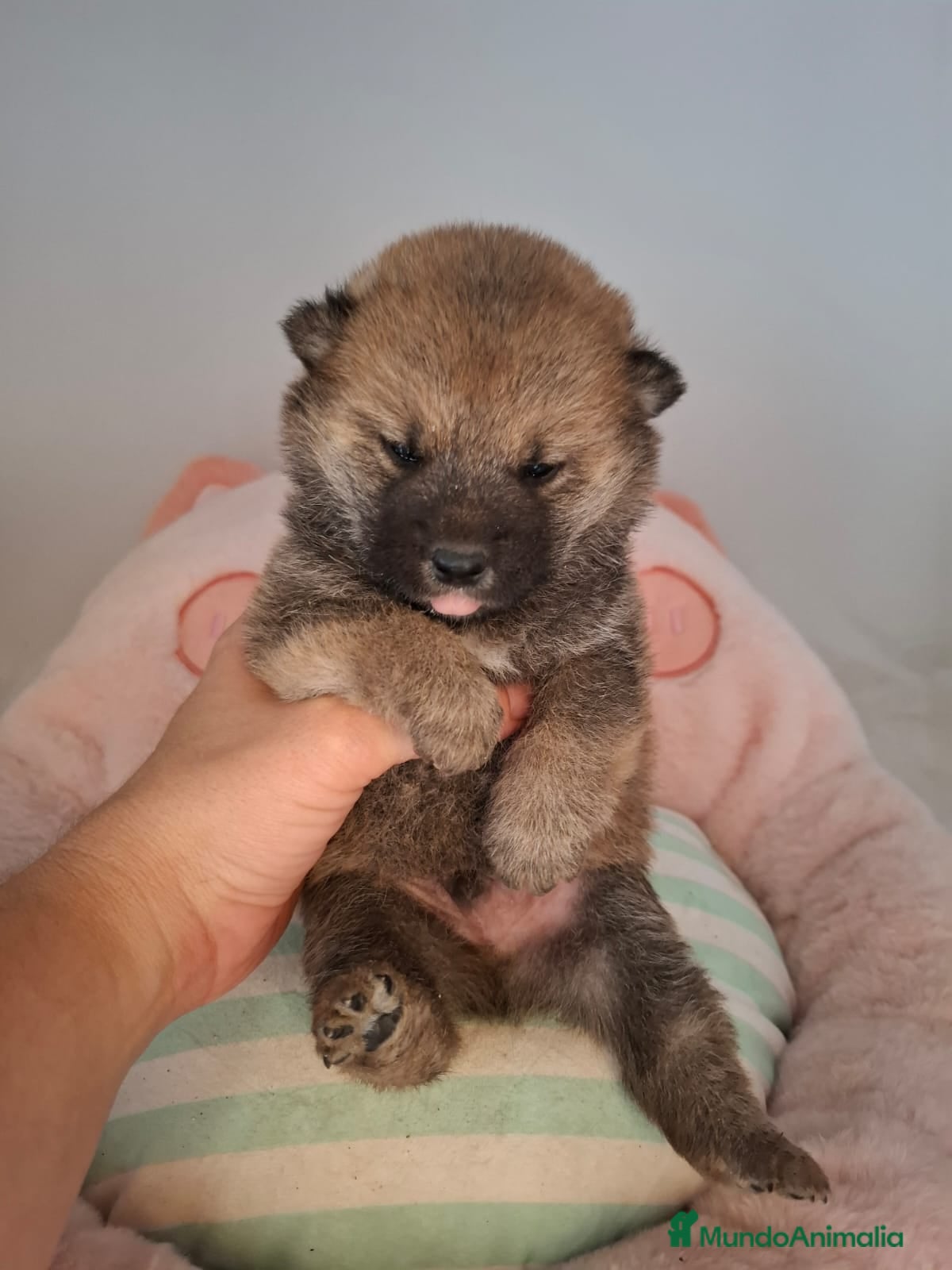 Shiba Inu perros SHIBA INU ENCANTADOR - Anuncio 1