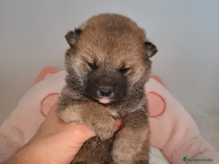 Shiba Inu perros SHIBA INU ENCANTADOR - Anuncio 1