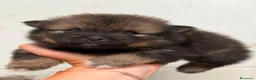 Pomerania perros en venta: POMERANIA - Anuncio 2