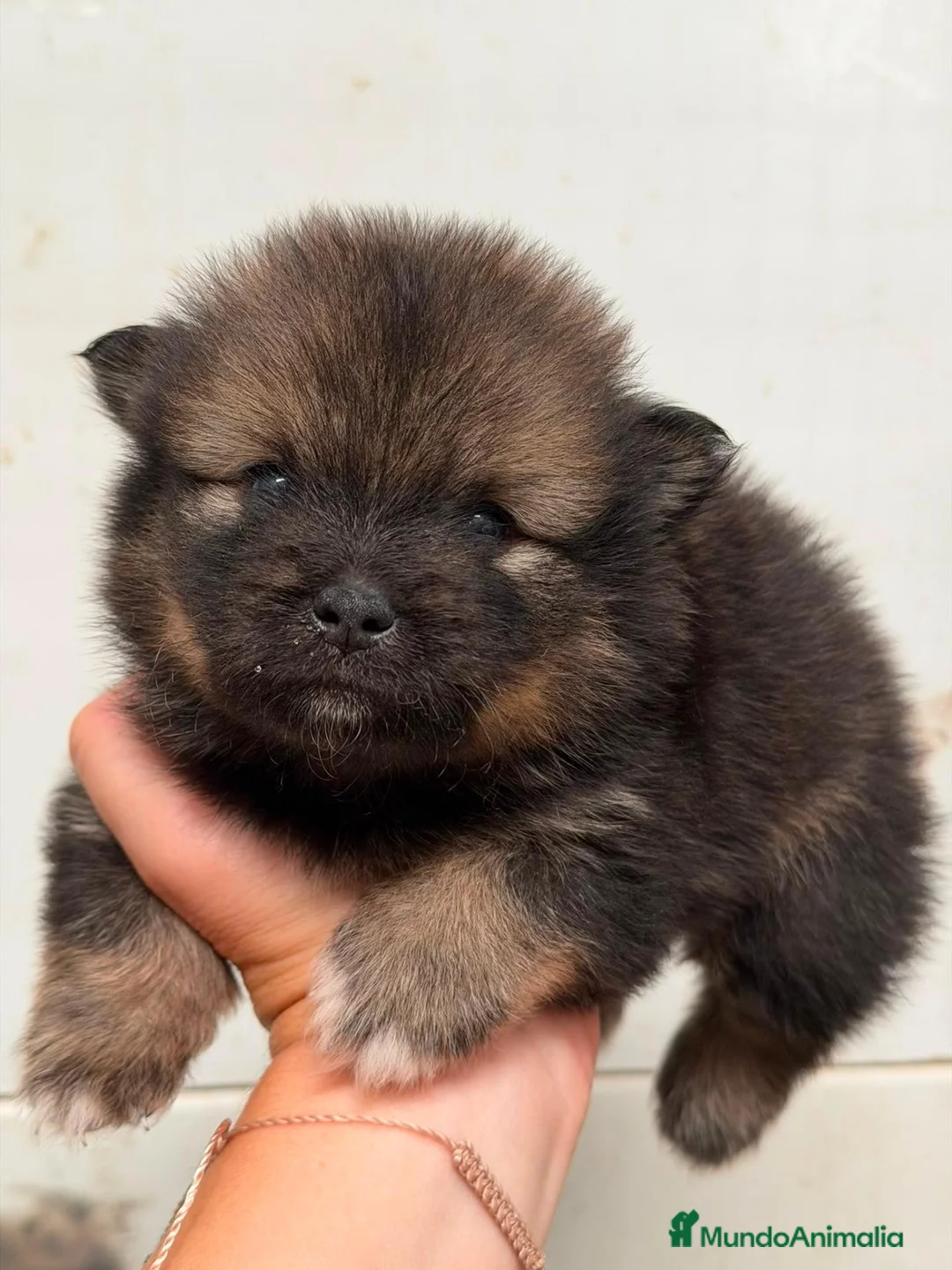 Pomerania perros en venta: POMERANIA - Anuncio 2
