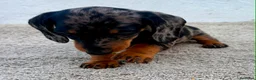 Teckel Miniatura perros en venta: Teckel kaninchen arlequín merle blue - Anuncio 11