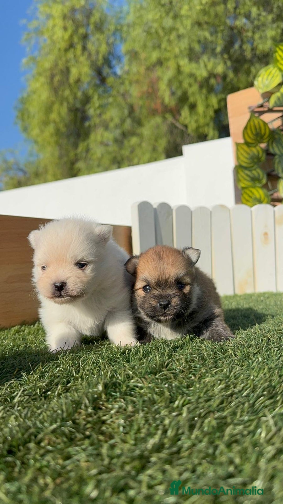 Pomerania perros en venta: POMERANIAS HEMBRAS - Imagen 3