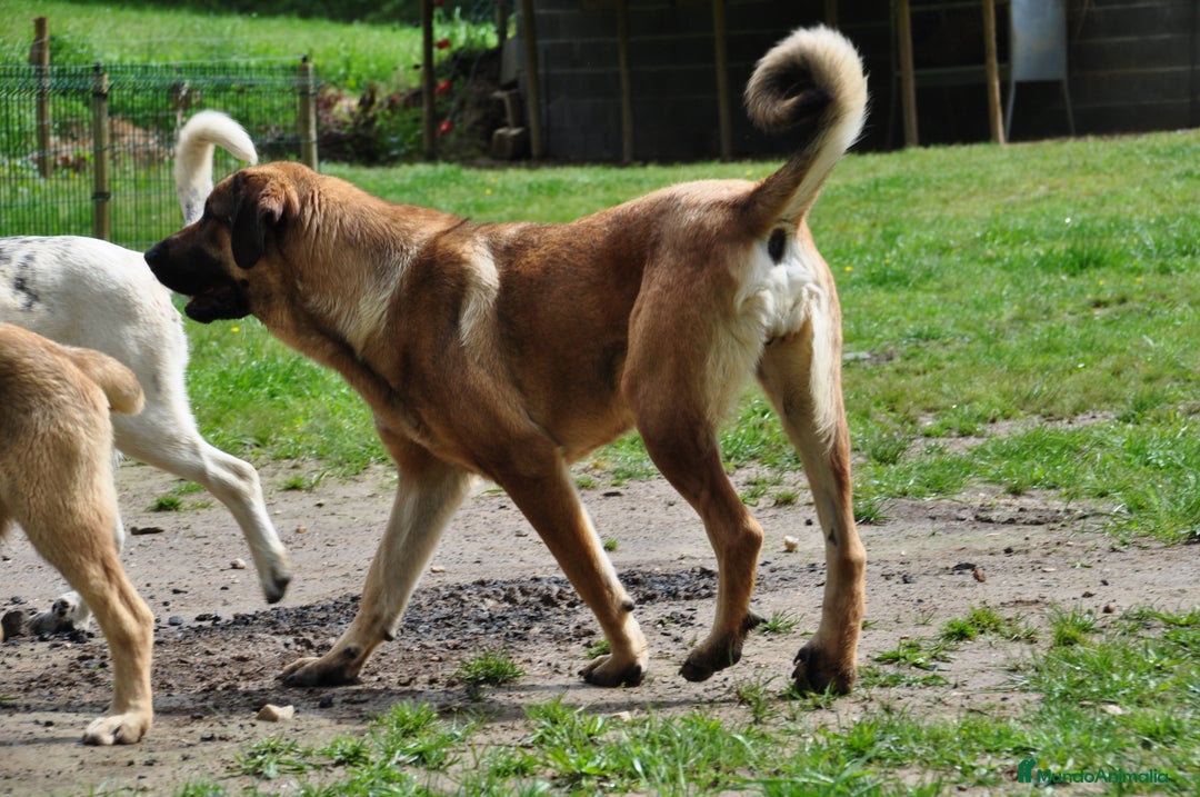 Mastín Español perros en venta: Cachorros Mastin Español Autoctono Ganadero - Imagen 8