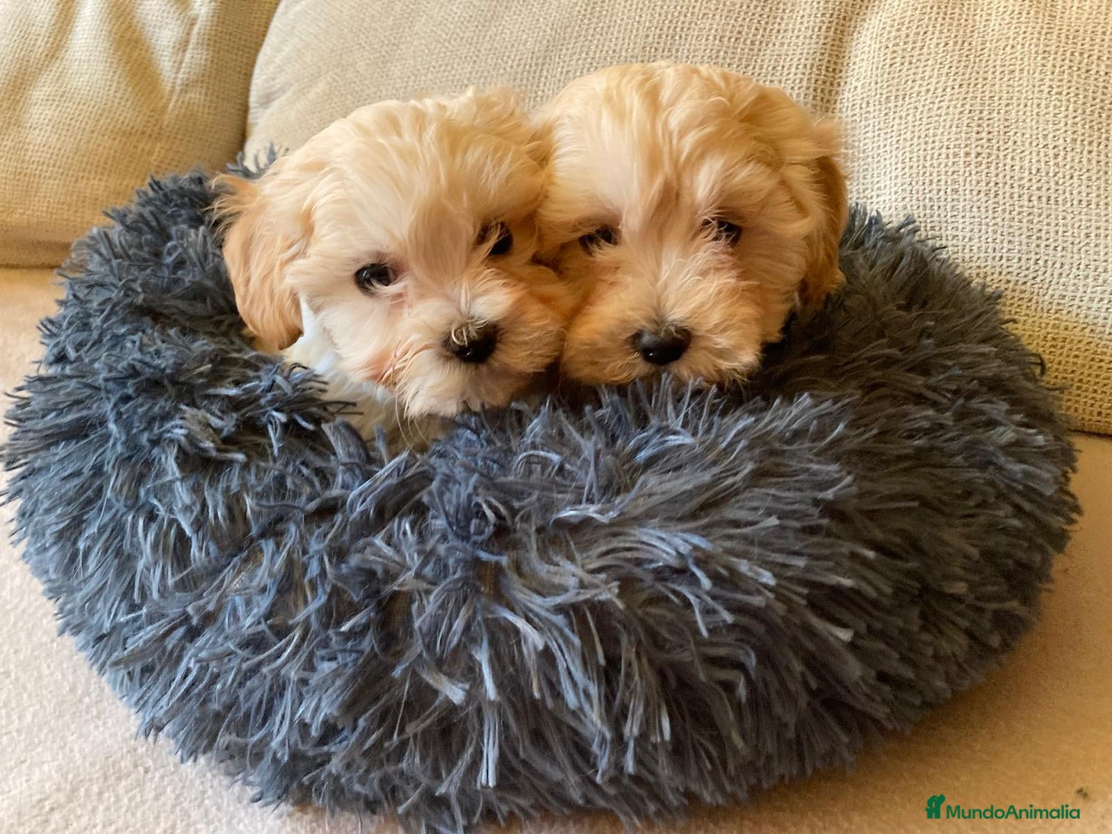 Maltipoo perros Maltipoo - Anuncio 3