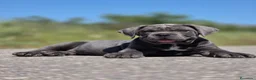 Cane Corso perros en venta: Cachorro de Cane Corso - Anuncio 5