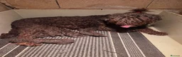 Perro de Agua Español perros en venta: Perros de agua chocolate en Madrid - Anuncio 4