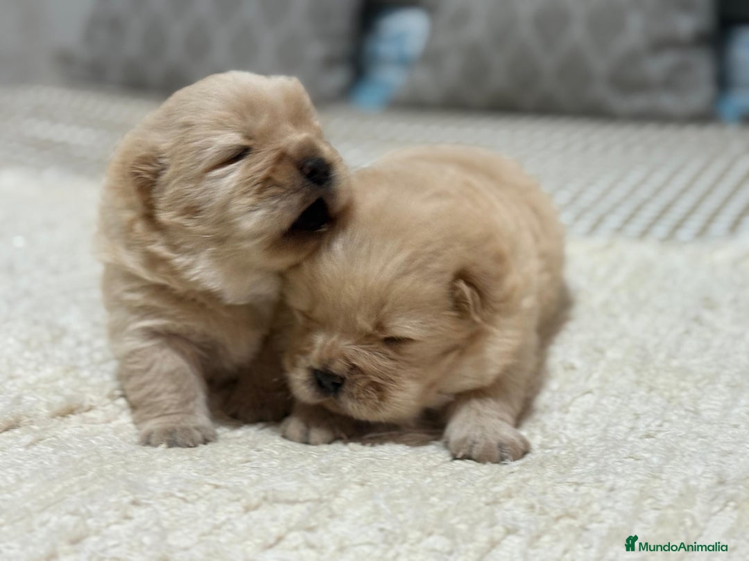 Chow Chow perros en venta: Chow chow peludito crema Machos disponibles  - Anuncio 2