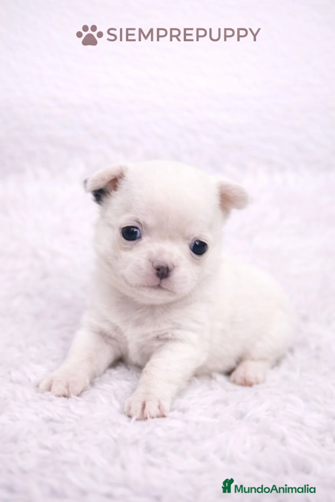 Chihuahua perros en venta: CHIHUAHUA TOY LÍNEA RUSA - Anuncio 2