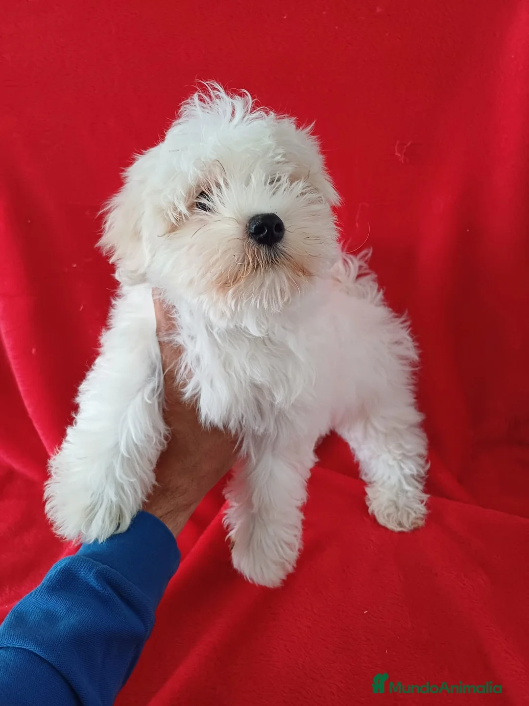 Bichón Maltés perros en venta: Bichon Maltés Americano  - Anuncio 2