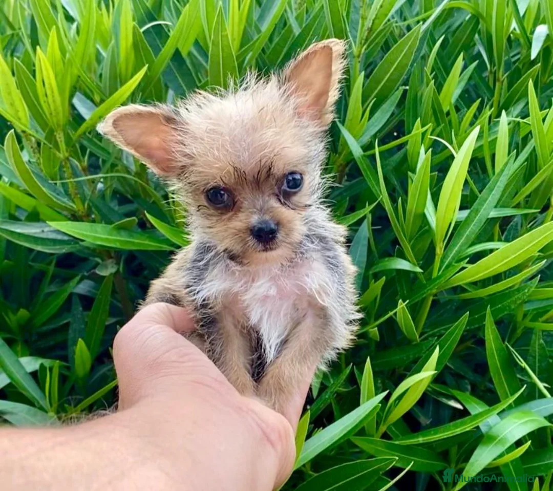 Raza Mixta perros en venta: Raza Mixta - Anuncio 2