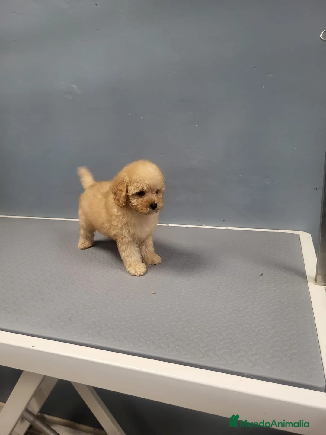 Caniche Enano perros en venta: Caniches espectaculares  en Barcelona - Anuncio 7