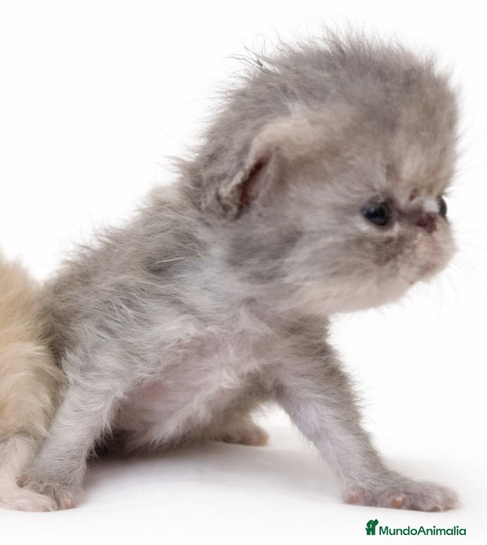 Persa gatos Camada de persas - Anuncio 35