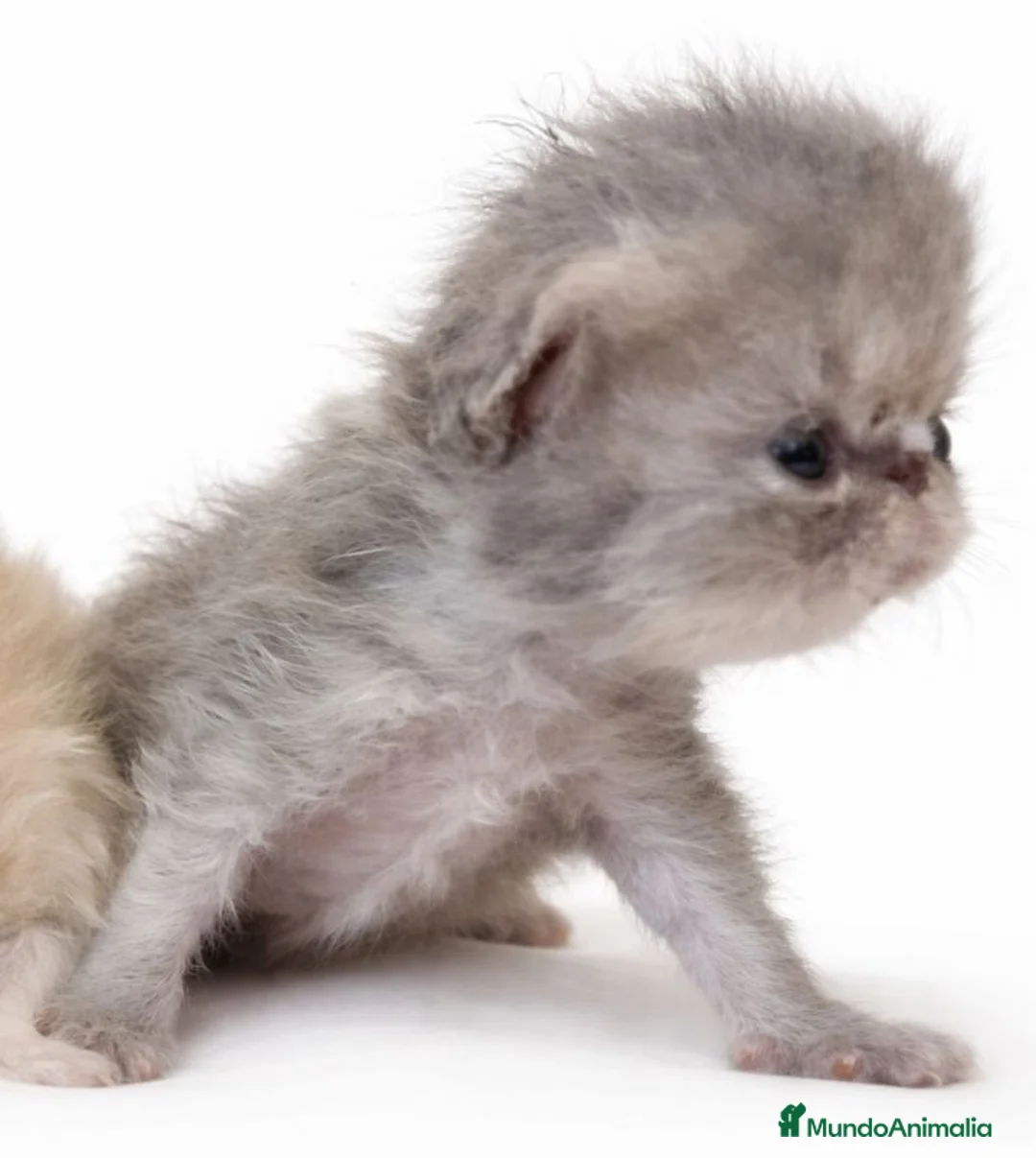 Persa gatos en venta: Camada de persas - Anuncio 1