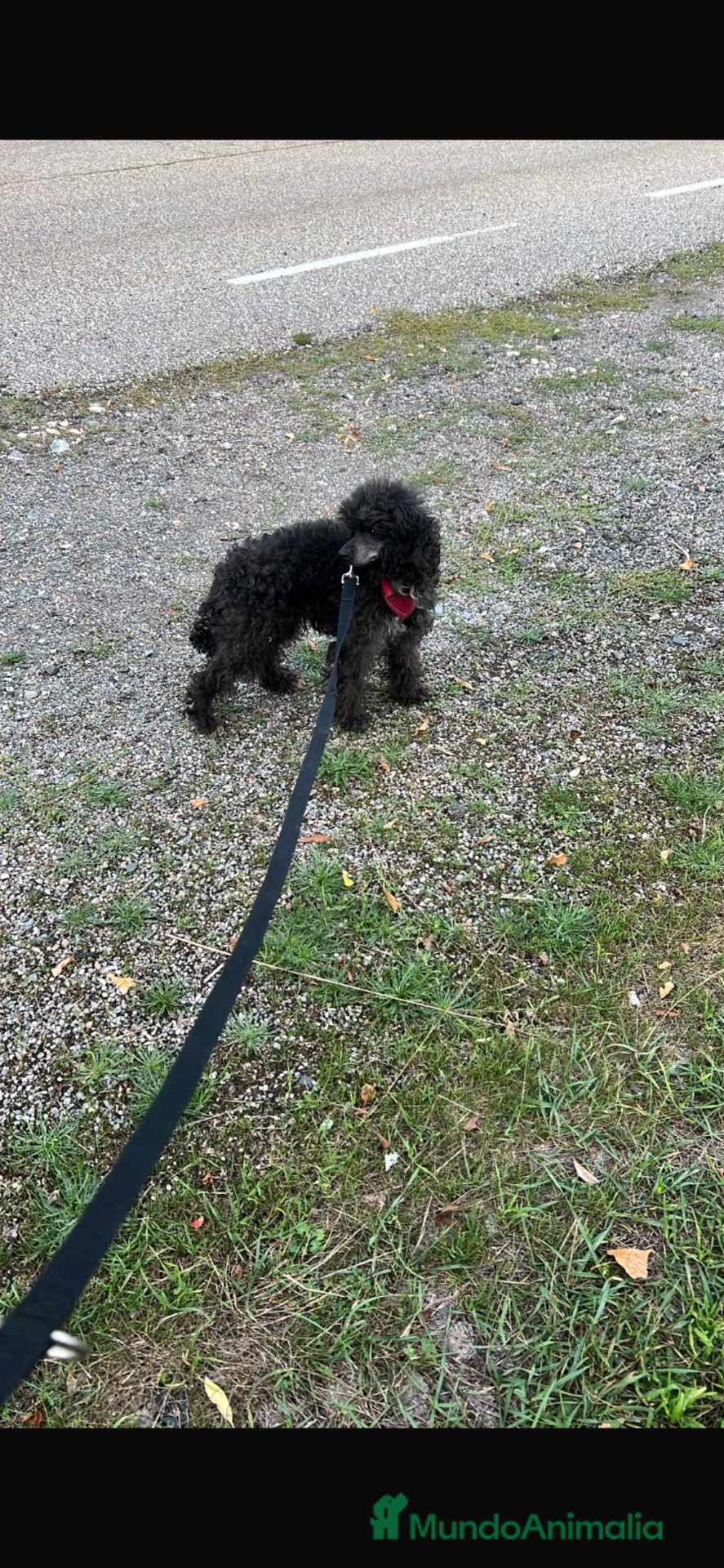 Caniche Enano perros Caniche enana en adopción  - Anuncio 1