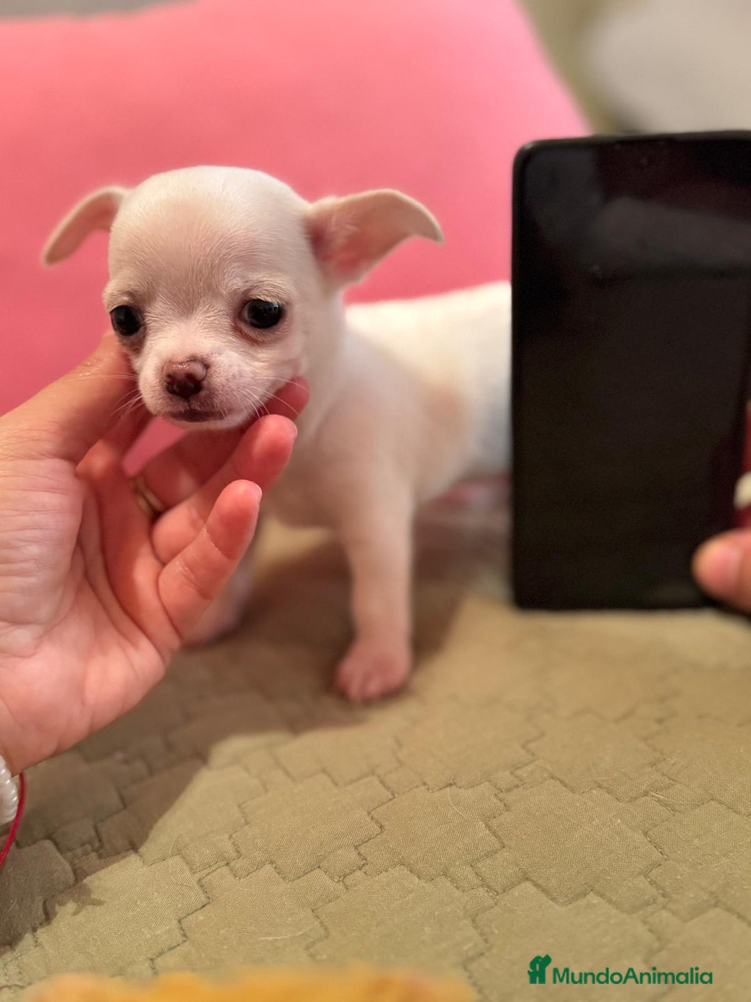 Chihuahua perros en venta: IMPRESIONANTES CHIHUAHUAS MINI TOYS - Imagen 3