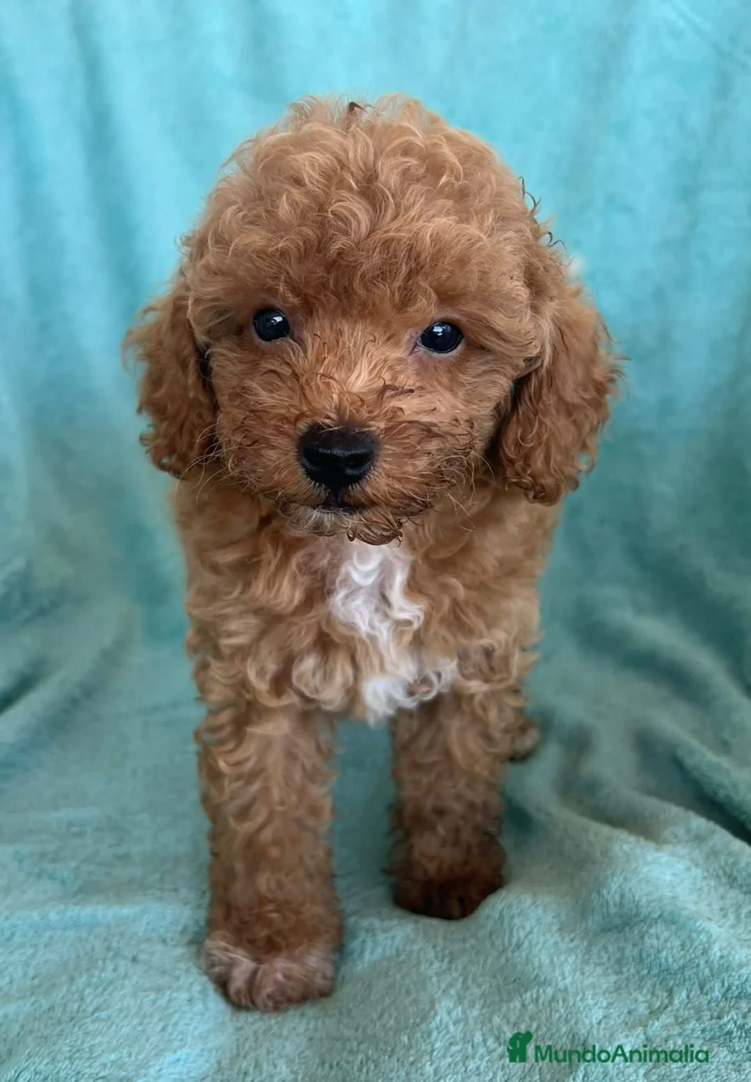 Caniche Toy perros en venta: Oportunidad caniche toy rojo - Anuncio 1