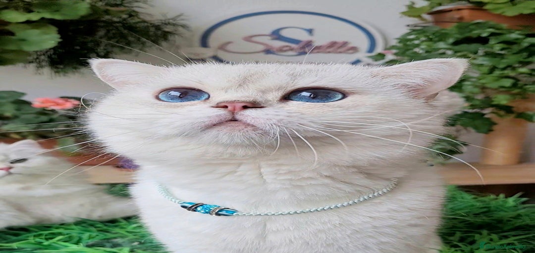 Imagen de galería {{count}}