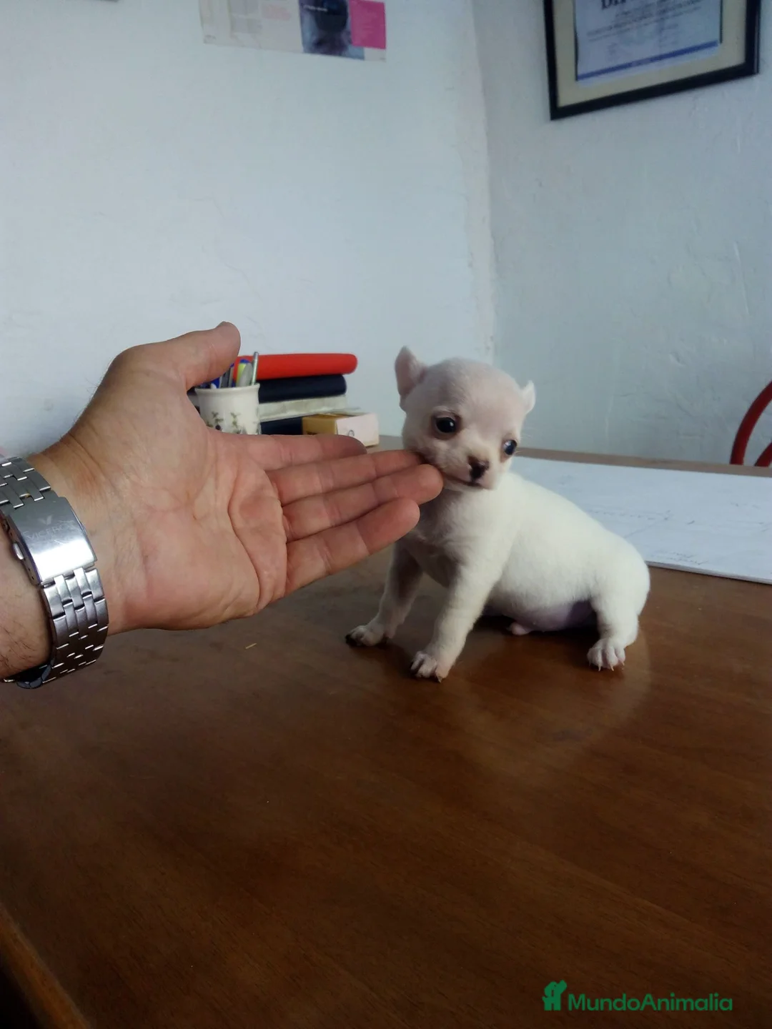 Chihuahua perros en venta: Chihuahuas mini toy  - Anuncio 11