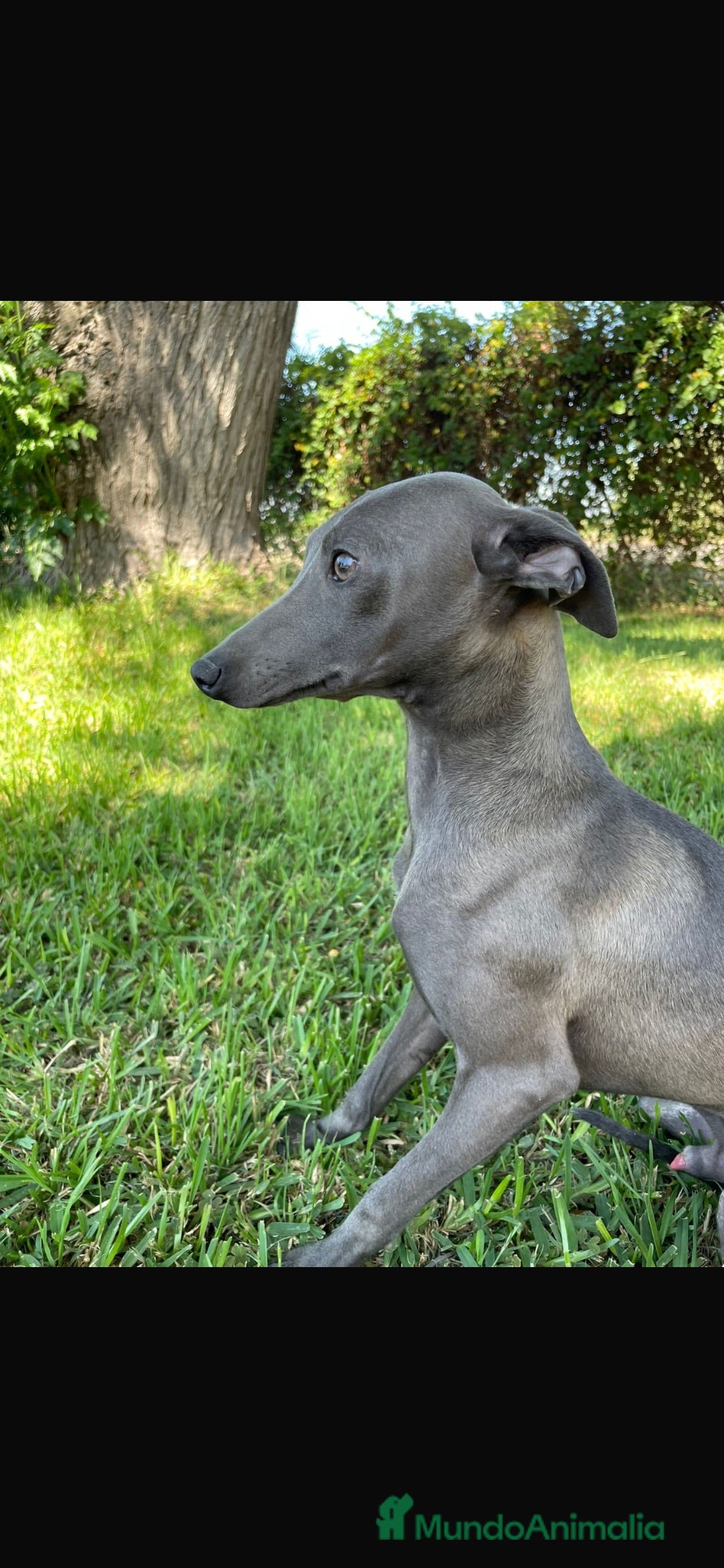 Whippet perros Whippet  - Anuncio 1
