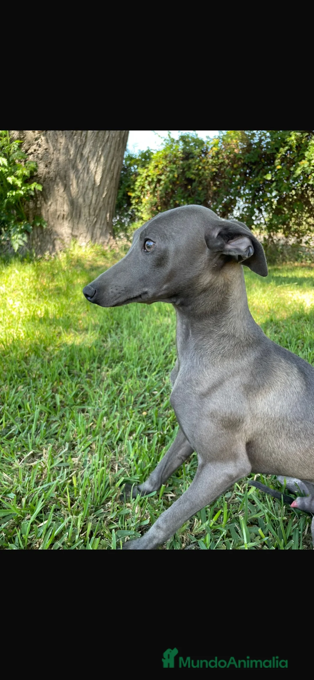 Whippet perros en venta: Whippet  - Anuncio 1