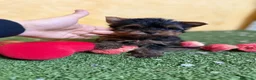 Yorkshire Terrier perros en venta: Yorkshire terrier toy !! - Anuncio 11