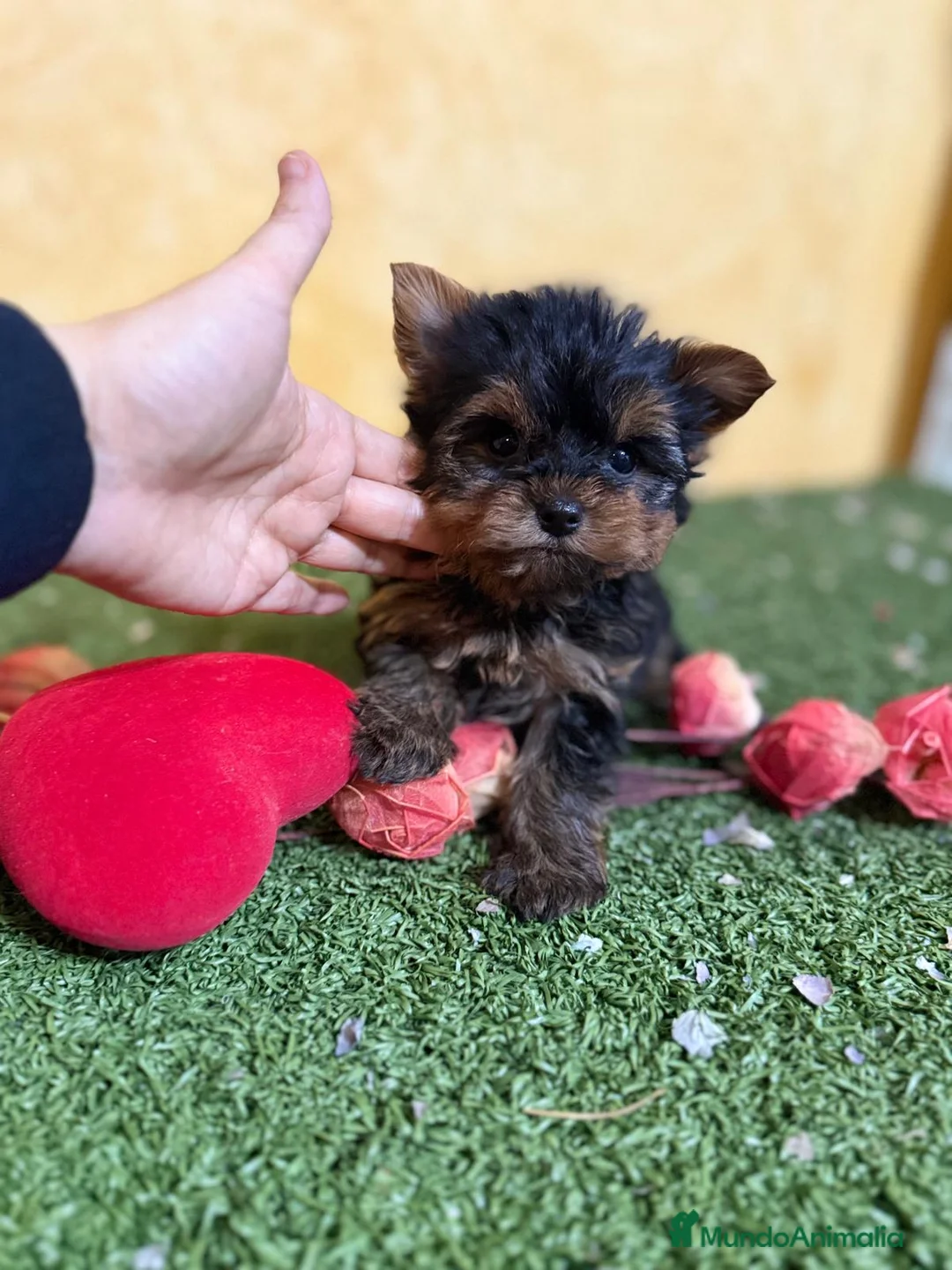 Yorkshire Terrier perros en venta: Yorkshire terrier toy !! - Anuncio 11