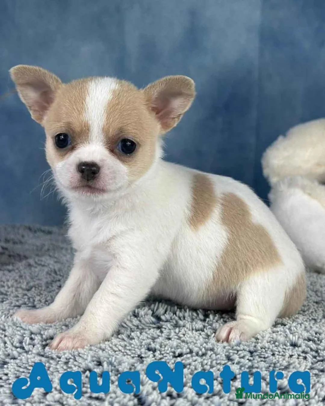 Chihuahua perros en venta: Chihuahua Hembra 7749 AQUANATURA - Anuncio 1