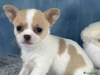Chihuahua perros Chihuahua Hembra 7749 AQUANATURA - Anuncio 24