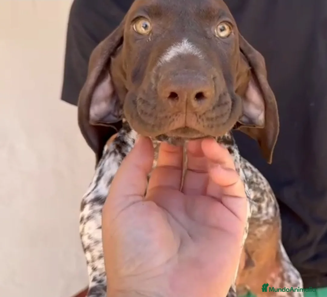Braco Alemán de Pelo Corto perros en venta: Braco Alemán  en Cáceres - Anuncio 5