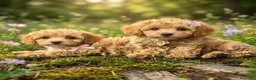 Maltipoo perros en venta: Maltipoo hembras apricot  - Anuncio 1