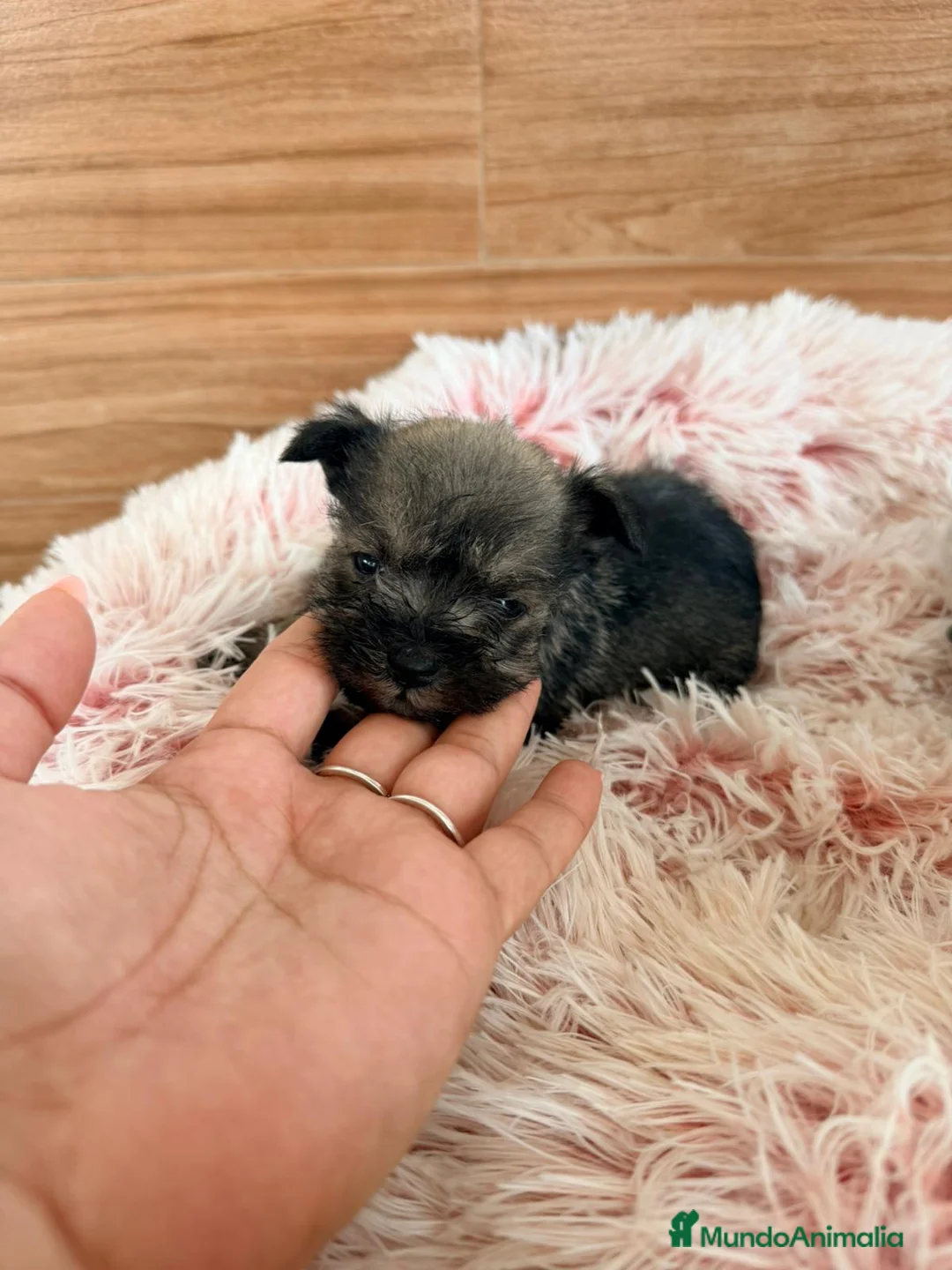 Schnauzer Miniatura perros en venta: Schnauzer mini  - Anuncio 6