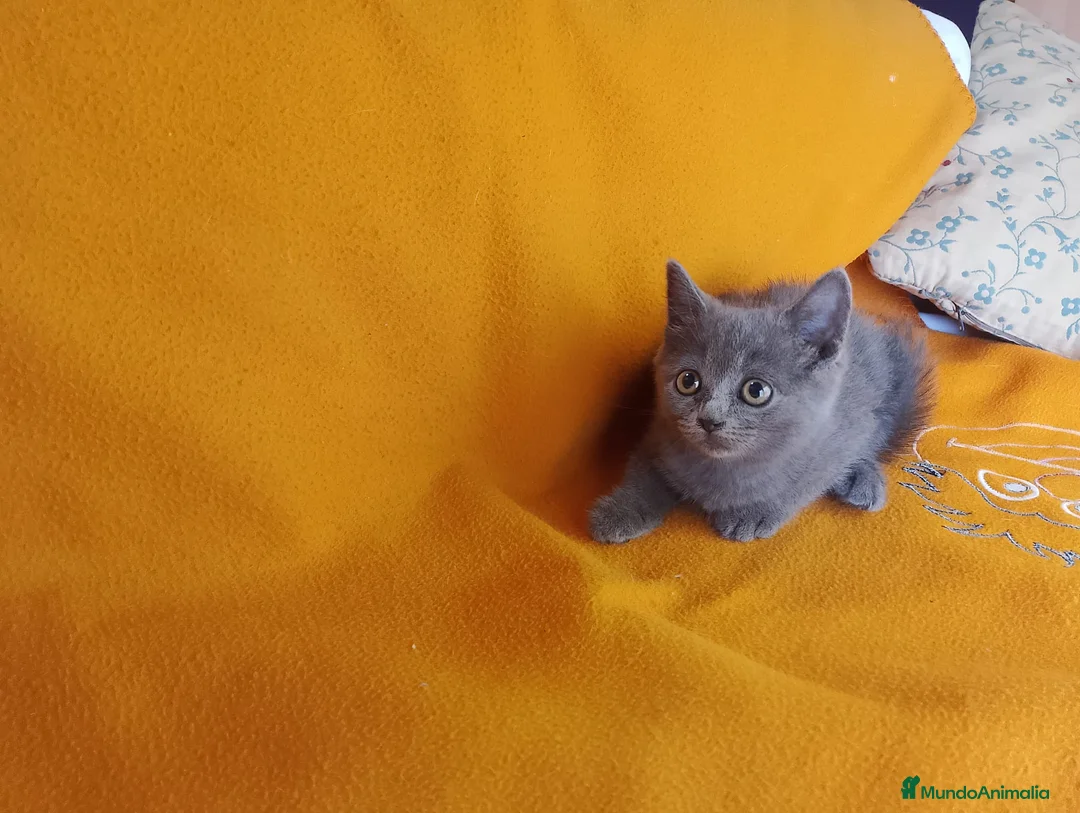Británico de Pelo Corto gatos en venta: Adorable hembra Britthis blue  en Madrid - Anuncio 3