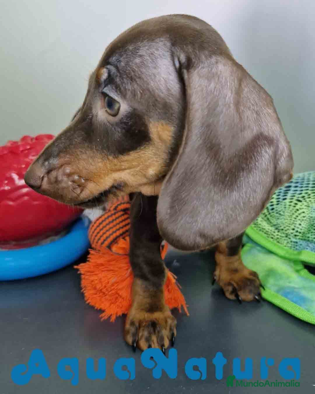 Teckel Miniatura perros en venta: Teckel Hembra DCD 5778 AQUANATURA - Anuncio 8