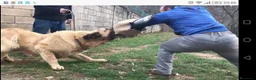 Mastín Español perros en venta: Mastin Español PURO - Anuncio 4