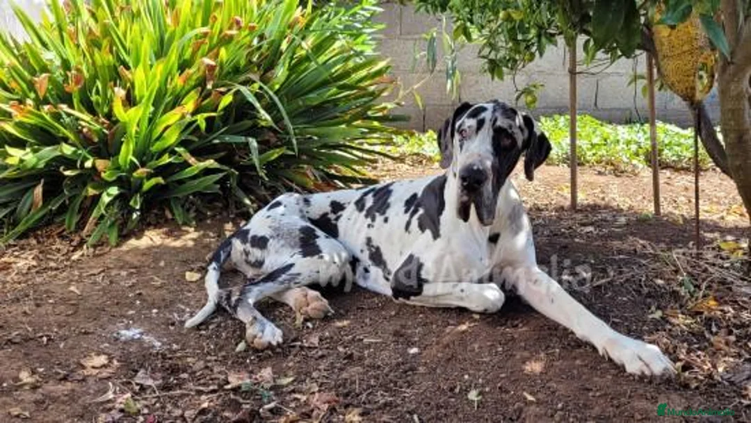 Imagen de galería {{count}}