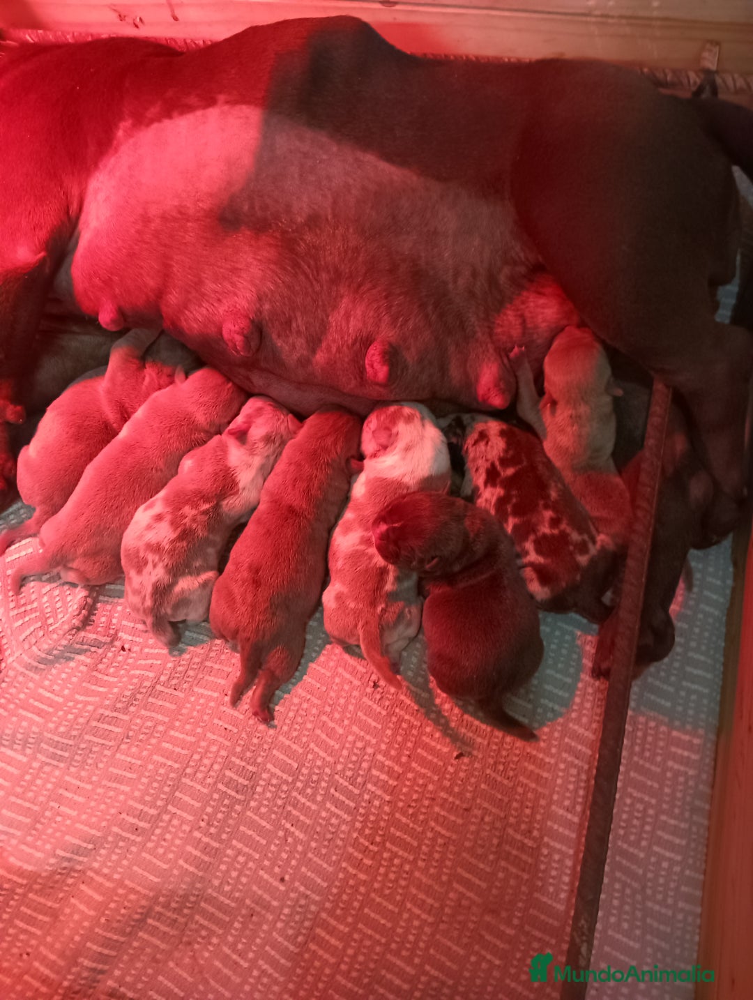 American Bully perros en venta: América bully micro exótico  - Anuncio 1