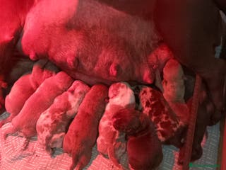 American Bully perros América bully micro exótico - Anuncio 6