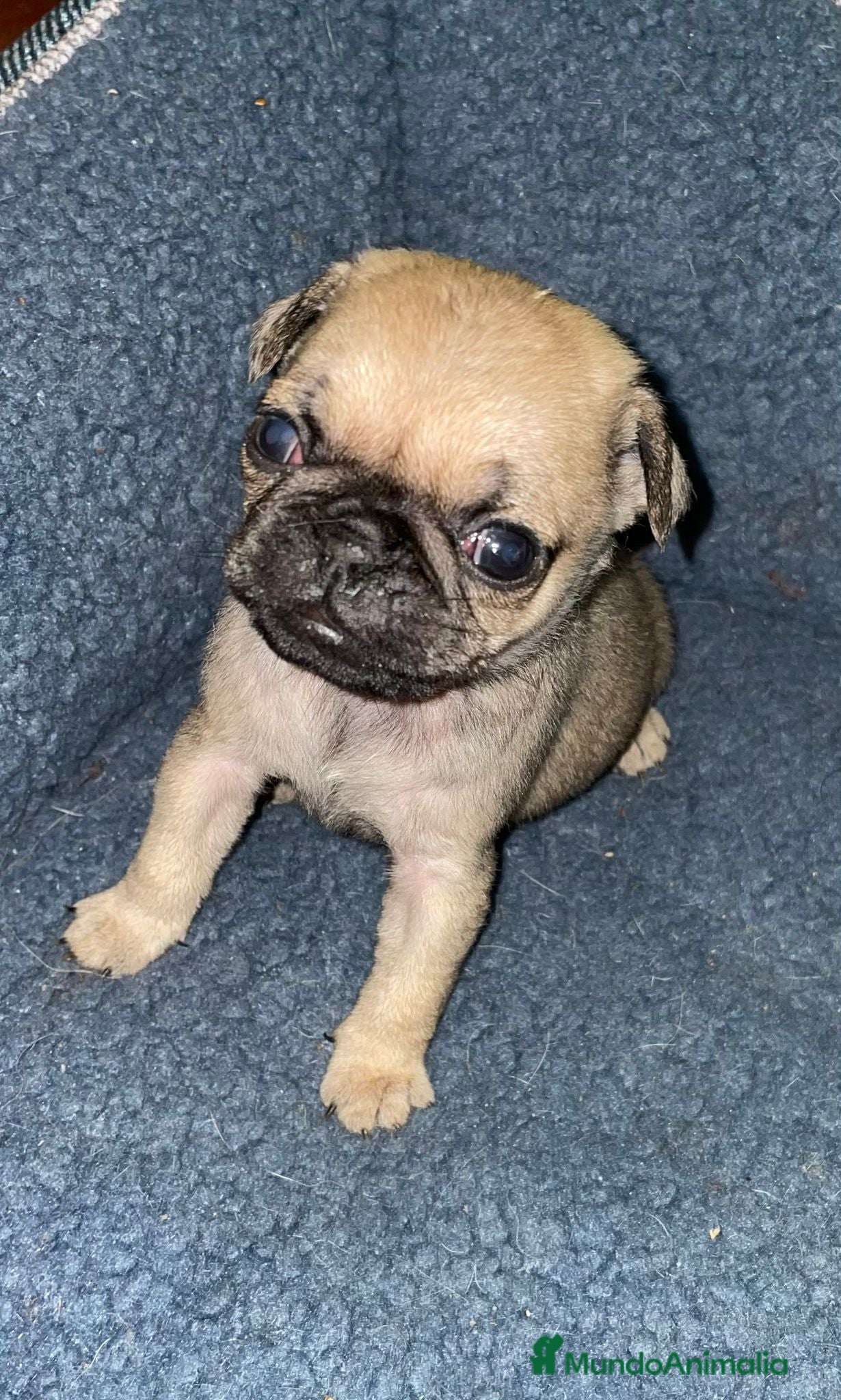 Carlino - Pug perros Últimas 2 hembritas de carlino  - Anuncio 1