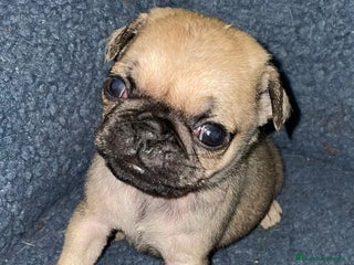 Carlino - Pug perros Últimas 2 hembritas de carlino - Anuncio 1