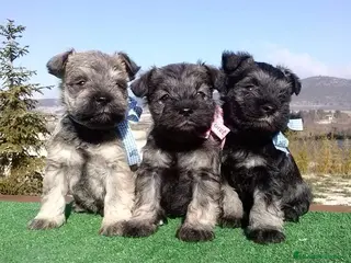 Schnauzer Miniatura perros Schnauzer mini sal y pimienta - Anuncio 3