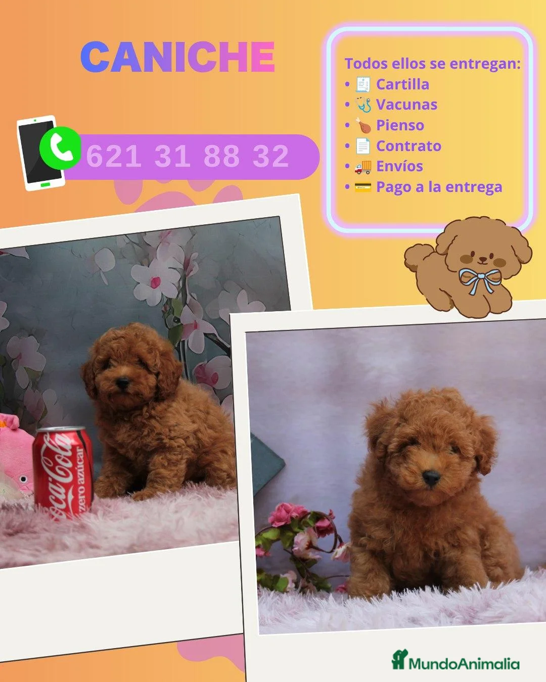 Caniche Enano perros en venta: Caniches toy rojos y apricot  - Anuncio 1
