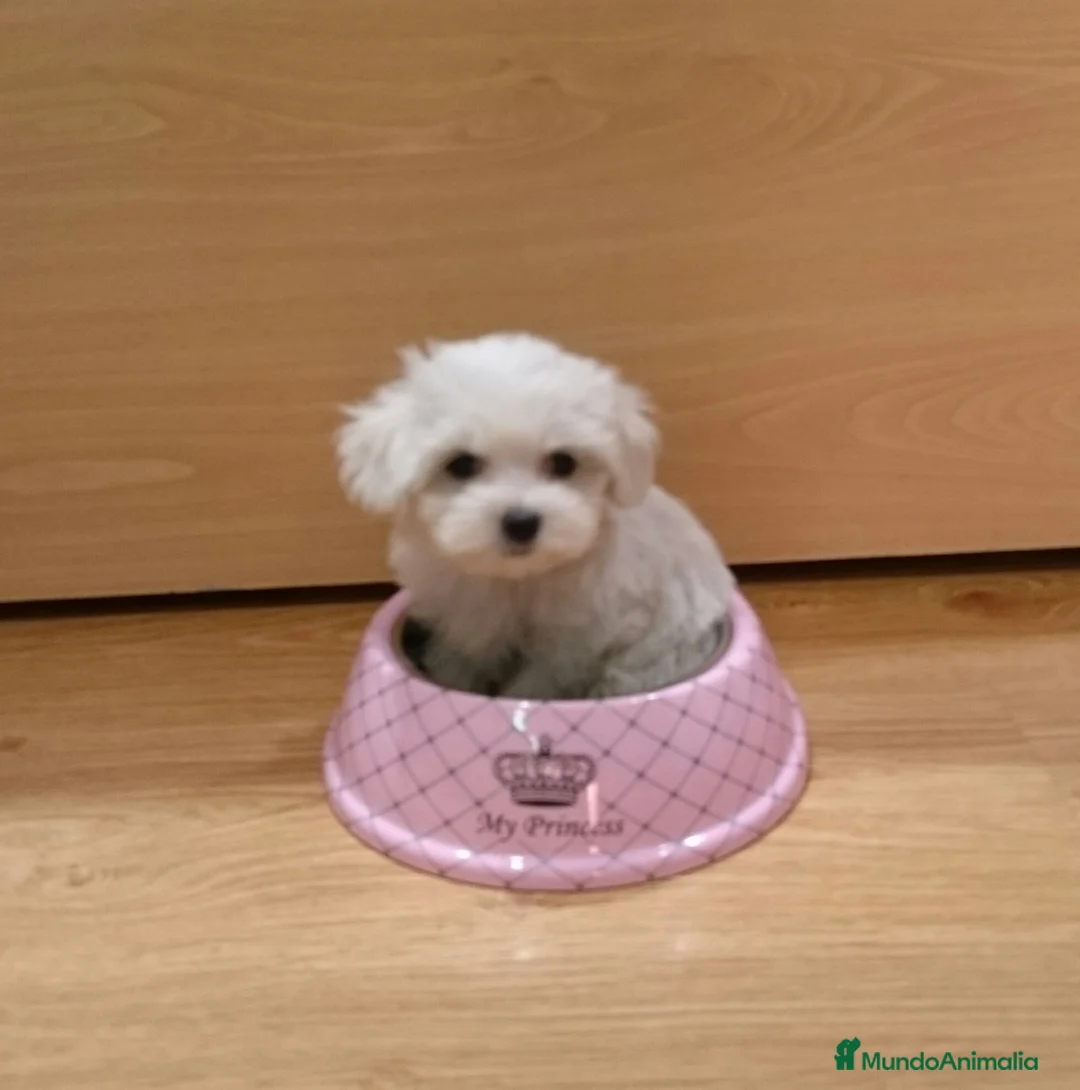Bichón Maltés perros en venta: Cachorritos de Bichón Maltés en Barcelona - Anuncio 2