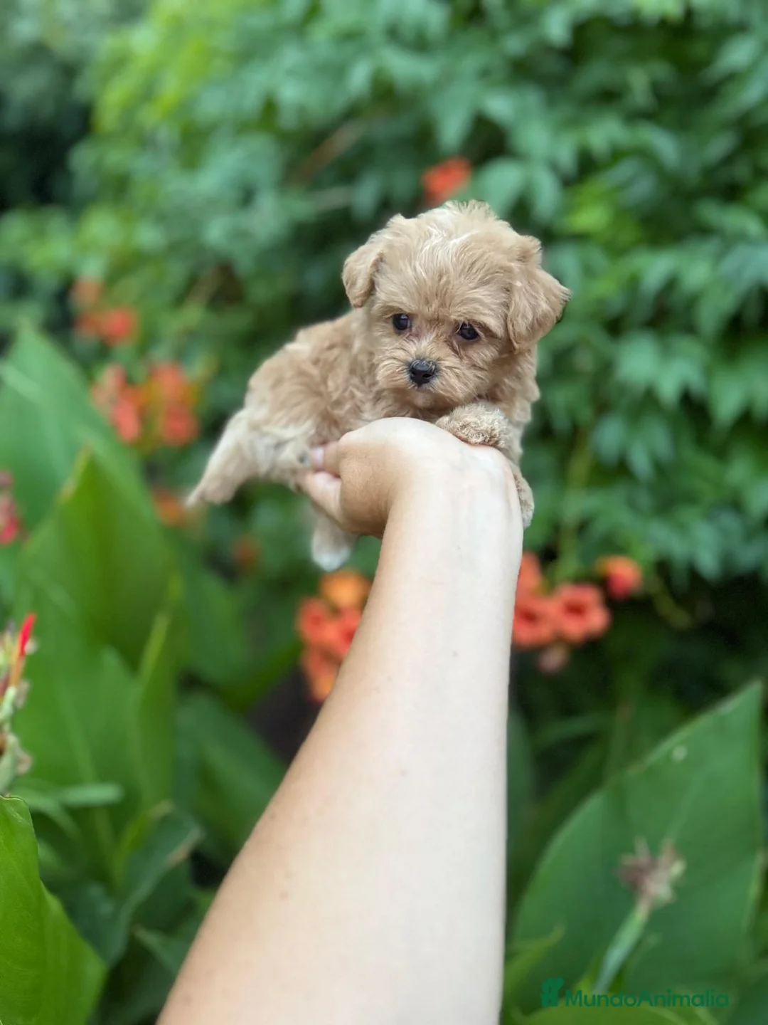 Maltipoo perros en venta: Maltipoo toy hembra !! - Anuncio 3