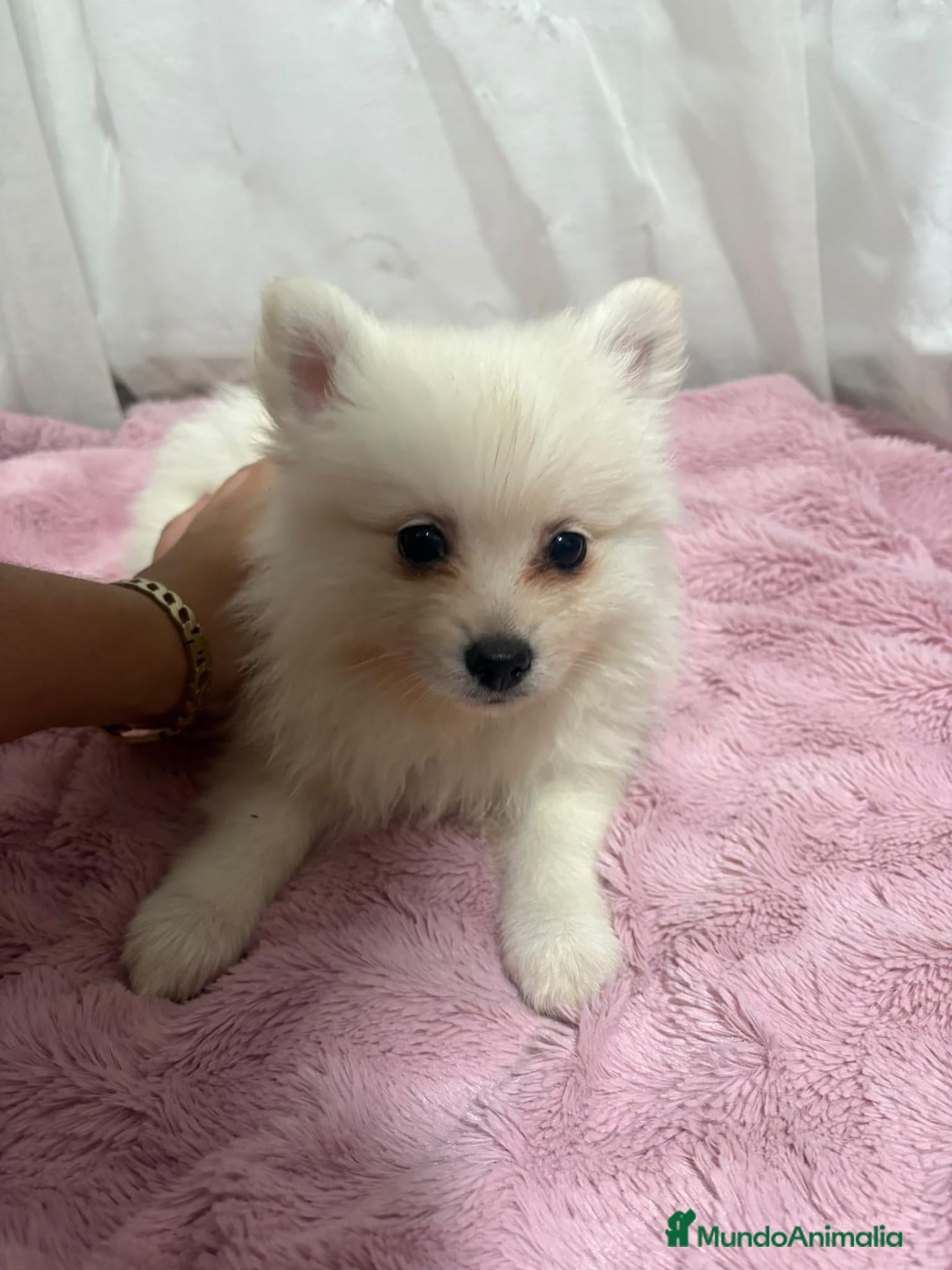 Pomerania perros Pomerania  - Anuncio 15