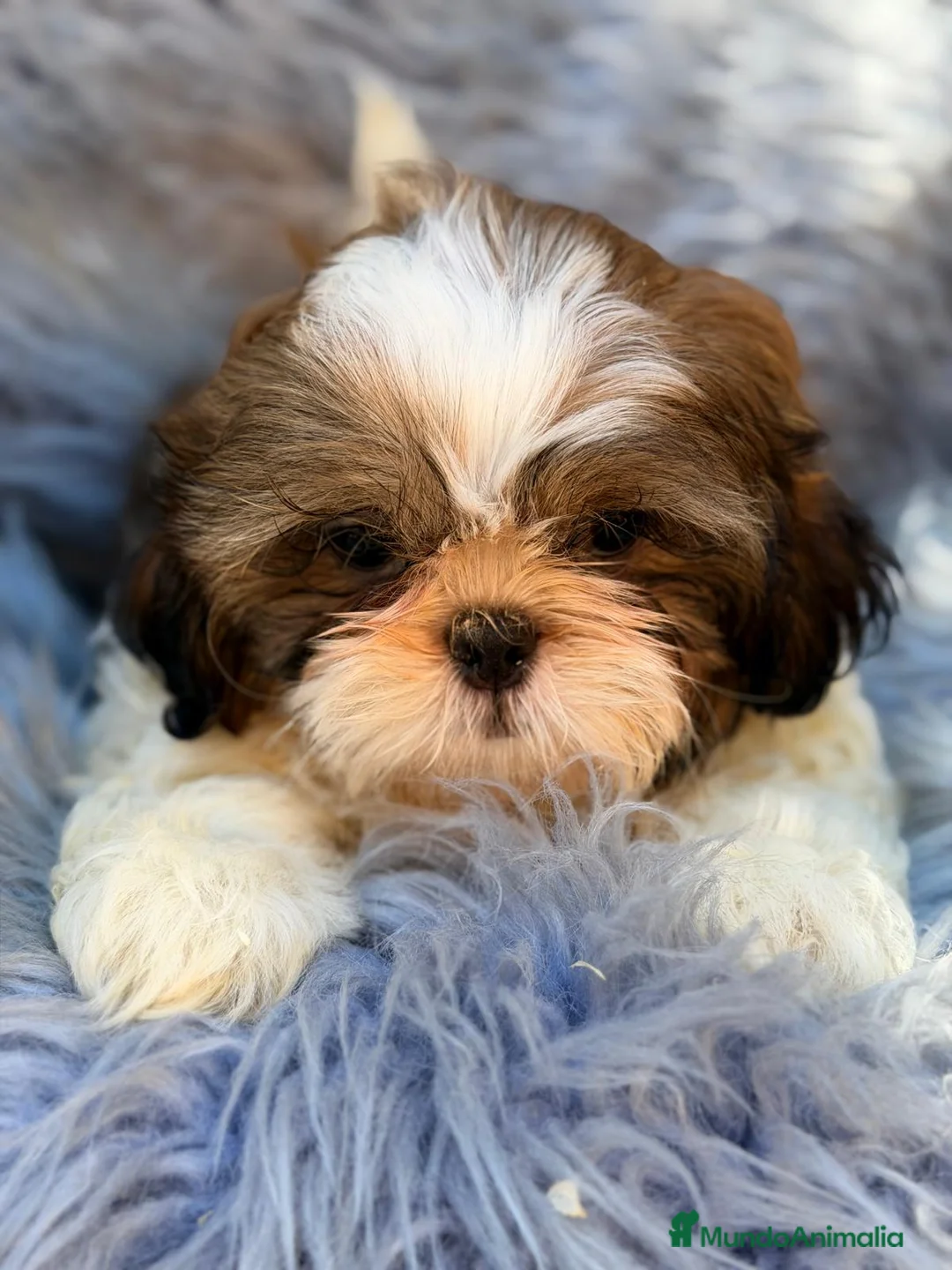 Shih Tzu perros en venta: SHIH TZU MACHO TRICOLOR  - Anuncio 1