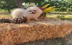 Pomerania perros en venta: Pomerania Macho disponible fotos actuales !! - Imagen 5