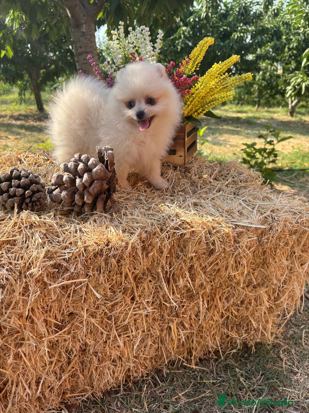 Pomerania perros en venta: Pomerania Macho disponible fotos actuales !! - Imagen 5